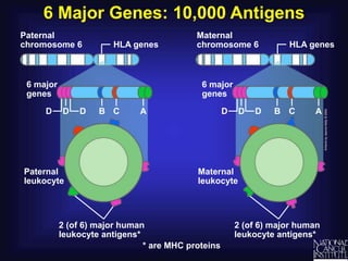 6 Major Genes: 10,000 Antigens
HLA genes
Paternal
chromosome 6
Maternal
chromosome 6
Maternal
leukocyte
Paternal
leukocyte
HLA genes
D B C
D A
D
D B C
D A
D
* are MHC proteins
2 (of 6) major human
leukocyte antigens*
6 major
genes
6 major
genes
2 (of 6) major human
leukocyte antigens*
 