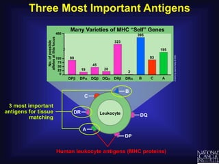 Three Most Important Antigens
3 most important
antigens for tissue
matching
Leukocyte
Human leukocyte antigens (MHC proteins)
DP
DQ
B
C
DR
A
No.
of
possible
alleles
at
this
locus
Many Varieties of MHC “Self” Genes
DP DQ DR
45
89
19 20
2
323
75
50
25
400
100
0
DP DQ DR
93
195
395
B C A
 