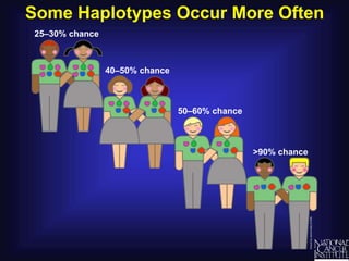 Some Haplotypes Occur More Often
25–30% chance
>90% chance
50–60% chance
40–50% chance
 