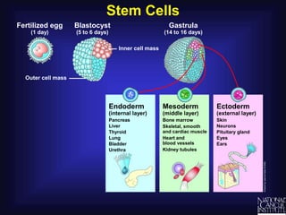 Stem Cells
Gastrula
(14 to 16 days)
Fertilized egg
(1 day)
Outer cell mass
Inner cell mass
Blastocyst
(5 to 6 days)
Ectoderm
(external layer)
Skin
Neurons
Pituitary gland
Eyes
Ears
Endoderm
(internal layer)
Pancreas
Liver
Thyroid
Lung
Bladder
Urethra
Mesoderm
(middle layer)
Bone marrow
Skeletal, smooth
and cardiac muscle
Heart and
blood vessels
Kidney tubules
 