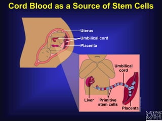 Cord Blood as a Source of Stem Cells
Placenta
Umbilical cord
Placenta
Primitive
stem cells
Liver
Uterus
Umbilical
cord
 