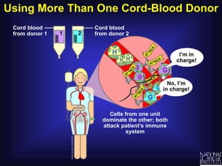 Using More Than One Cord-Blood Donor
Cells from one unit
dominate the other; both
attack patient’s immune
system
Cord blood
from donor 2
Cord blood
from donor 1
No, I’m
in charge!
I’m in
charge!
2
1
 