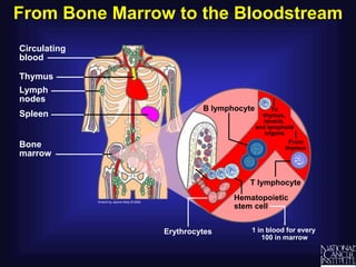 From Bone Marrow to the Bloodstream
T lymphocyte
Hematopoietic
stem cell
Erythrocytes
Circulating
blood
Thymus
Lymph
nodes
Spleen
Bone
marrow
To
thymus,
tonsils,
and lymphoid
organs
1 in blood for every
100 in marrow
B lymphocyte
From
thymus
 