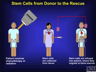 Stem Cells from Donor to the Rescue
Stem cells
are collected
from donor
Stem cells are infused
into patient, where they
migrate to bone marrow
Patient receives
chemotherapy or
radiation
 