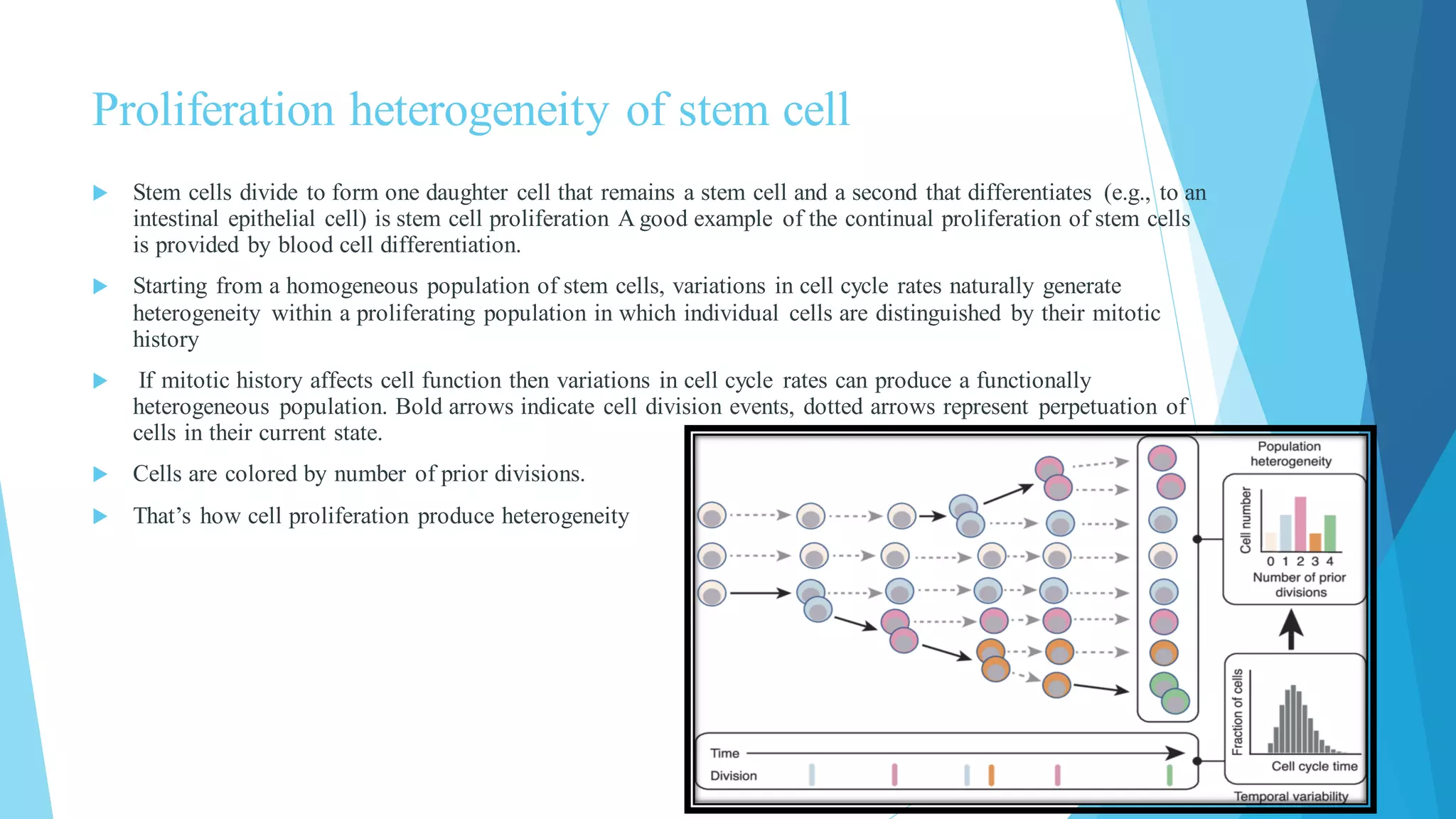 Proliferation heterogeneity of stem cell
 Stem cells divide to form one daughter cell that remains a stem cell and a second that differentiates (e.g., to an
intestinal epithelial cell) is stem cell proliferation A good example of the continual proliferation of stem cells
is provided by blood cell differentiation.
 Starting from a homogeneous population of stem cells, variations in cell cycle rates naturally generate
heterogeneity within a proliferating population in which individual cells are distinguished by their mitotic
history
 If mitotic history affects cell function then variations in cell cycle rates can produce a functionally
heterogeneous population. Bold arrows indicate cell division events, dotted arrows represent perpetuation of
cells in their current state.
 Cells are colored by number of prior divisions.
 That’s how cell proliferation produce heterogeneity
 