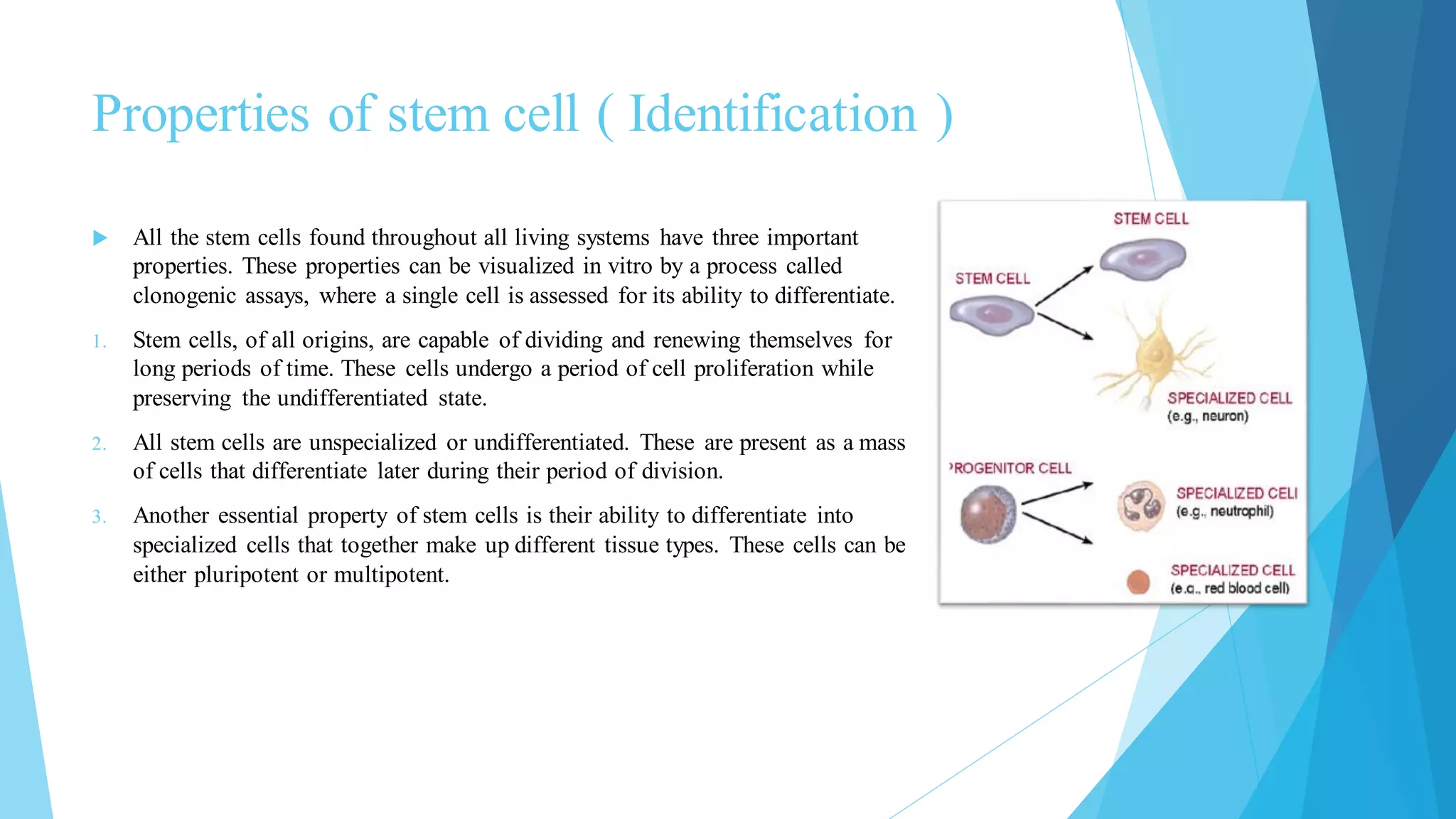 Properties of stem cell ( Identification )
 All the stem cells found throughout all living systems have three important
properties. These properties can be visualized in vitro by a process called
clonogenic assays, where a single cell is assessed for its ability to differentiate.
1. Stem cells, of all origins, are capable of dividing and renewing themselves for
long periods of time. These cells undergo a period of cell proliferation while
preserving the undifferentiated state.
2. All stem cells are unspecialized or undifferentiated. These are present as a mass
of cells that differentiate later during their period of division.
3. Another essential property of stem cells is their ability to differentiate into
specialized cells that together make up different tissue types. These cells can be
either pluripotent or multipotent.
 