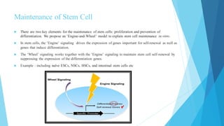 Maintenance of Stem Cell
 There are two key elements for the maintenance of stem cells: proliferation and prevention of
differentiation. We propose an ‘Engine-and-Wheel’ model to explain stem cell maintenance in vitro.
 In stem cells, the ‘Engine’ signaling drives the expression of genes important for self-renewal as well as
genes that induce differentiation.
 The ‘Wheel’ signaling works together with the ‘Engine’ signaling to maintain stem cell self-renewal by
suppressing the expression of the differentiation genes.
 Example : including naïve ESCs, NSCs, HSCs, and intestinal stem cells etc
 