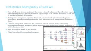 Proliferation heterogeneity of stem cell
 Stem cells divide to form one daughter cell that remains a stem cell and a second that differentiates (e.g., to an
intestinal epithelial cell) is stem cell proliferation A good example of the continual proliferation of stem cells
is provided by blood cell differentiation.
 Starting from a homogeneous population of stem cells, variations in cell cycle rates naturally generate
heterogeneity within a proliferating population in which individual cells are distinguished by their mitotic
history
 If mitotic history affects cell function then variations in cell cycle rates can produce a functionally
heterogeneous population. Bold arrows indicate cell division events, dotted arrows represent perpetuation of
cells in their current state.
 Cells are colored by number of prior divisions.
 That’s how cell proliferation produce heterogeneity
 