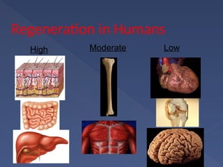Regeneration in Humans
High Moderate Low
 