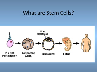 What are Stem Cells?
 