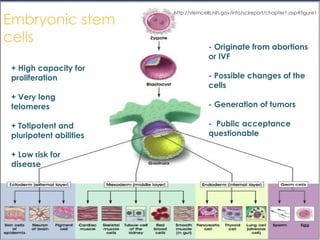 http://stemcells.nih.gov/info/scireport/chapter1.asp#figure1
+ High capacity for
proliferation
+ Very long
telomeres
+ Totipotent and
pluripotent abilities
+ Low risk for
disease
Embryonic stem
cells
- Originate from abortions
or IVF
- Possible changes of the
cells
- Generation of tumors
- Public acceptance
questionable
 