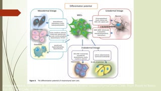 Andrzejewska A, Lukomska B, Janowski M. Concise Review: Mesenchymal Stem Cells: From Roots to Boost.
Vol. 37, Stem Cells. 2019. p. 855–64.
 