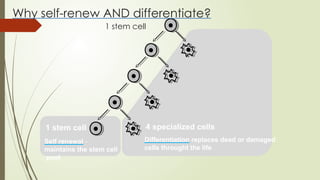 1 stem cell
Self renewal -
maintains the stem cell
pool
4 specialized cells
Differentiation replaces dead or damaged
cells throught the life
Why self-renew AND differentiate?
1 stem cell
 