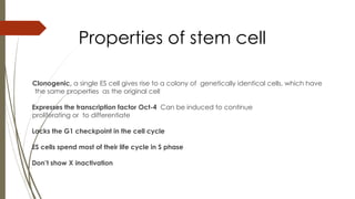Properties of stem cell
Clonogenic, a single ES cell gives rise to a colony of genetically identical cells, which have
the same properties as the original cell
Expresses the transcription factor Oct-4 Can be induced to continue
proliferating or to differentiate
Lacks the G1 checkpoint in the cell cycle
ES cells spend most of their life cycle in S phase
Don’t show X inactivation
 