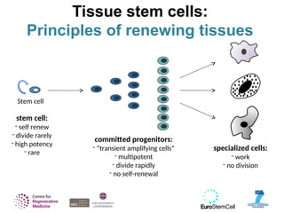 introducing of stem cell classification and biology 1.ppt