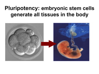 Pluripotency: embryonic stem cells 
generate all tissues in the body 
 