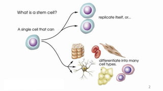 Stem cell and Cloning | PPTX