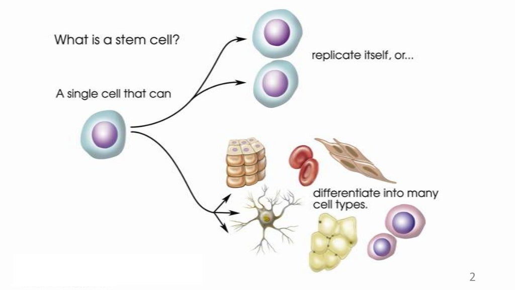 Stem cell  and Cloning 