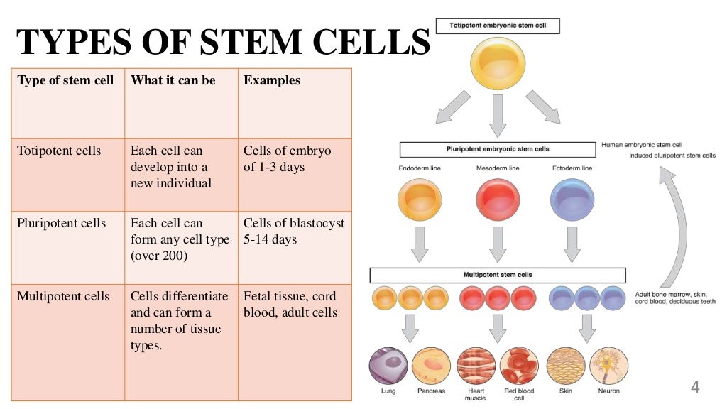 Stem cell and Cloning
