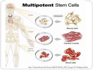 Stem cell and gene therapy | PDF