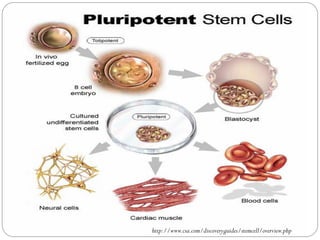 Stem cell and gene therapy | PDF