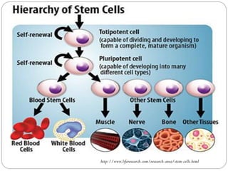 Stem cell and gene therapy | PDF