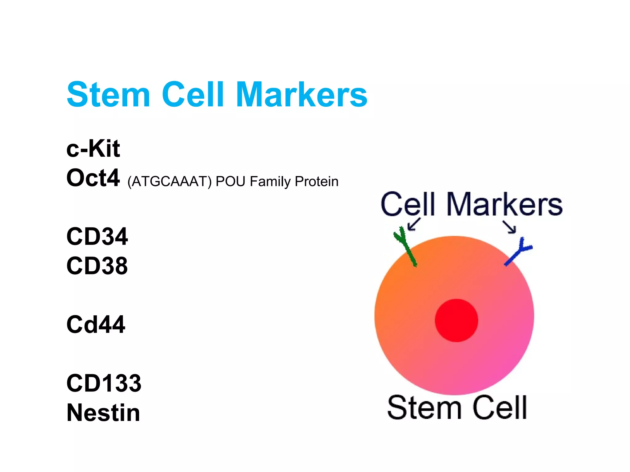 Stem Cell Markers
c-Kit
Oct4 (ATGCAAAT) POU Family Protein
CD34
CD38
Cd44
CD133
Nestin
 