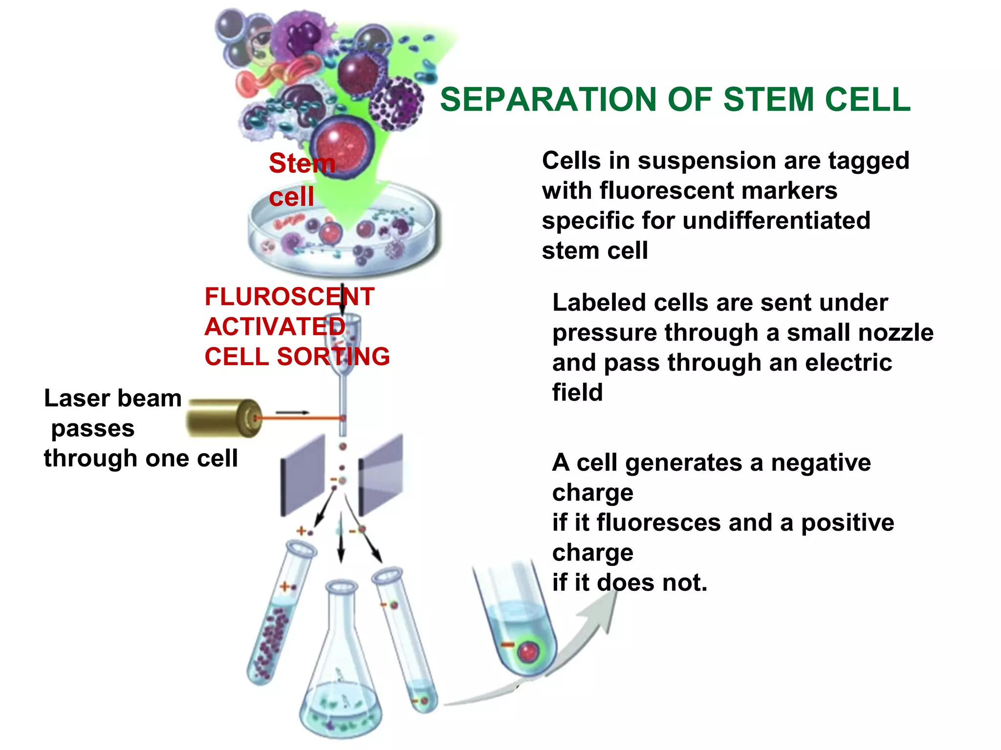 Cells in suspension are tagged
with fluorescent markers
specific for undifferentiated
stem cell
Labeled cells are sent under
pressure through a small nozzle
and pass through an electric
field
A cell generates a negative
charge
if it fluoresces and a positive
charge
if it does not.
Laser beam
passes
through one cell
FLUROSCENT
ACTIVATED
CELL SORTING
Stem
cell
SEPARATION OF STEM CELL
 