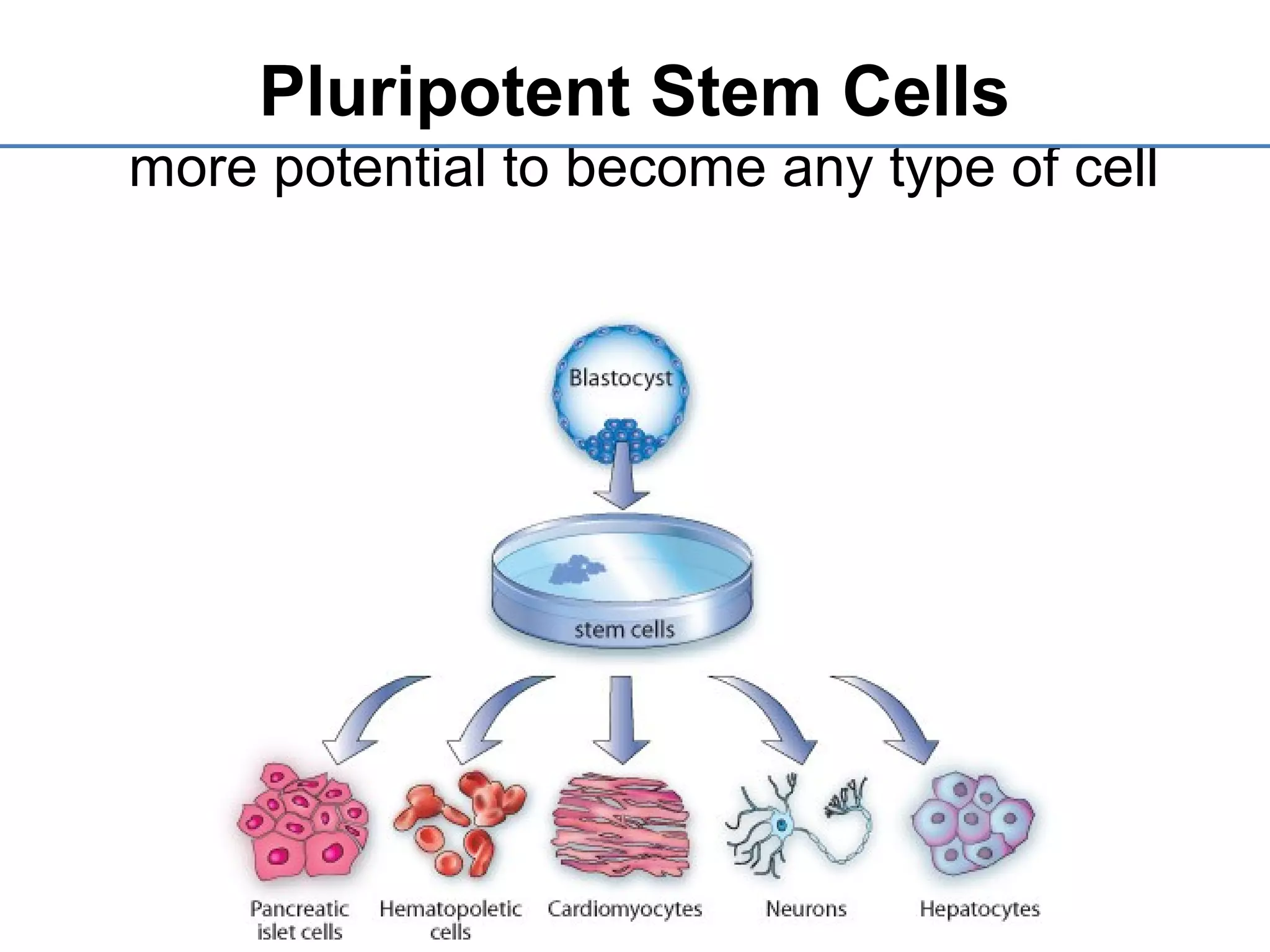 Pluripotent Stem Cells
more potential to become any type of cell
 