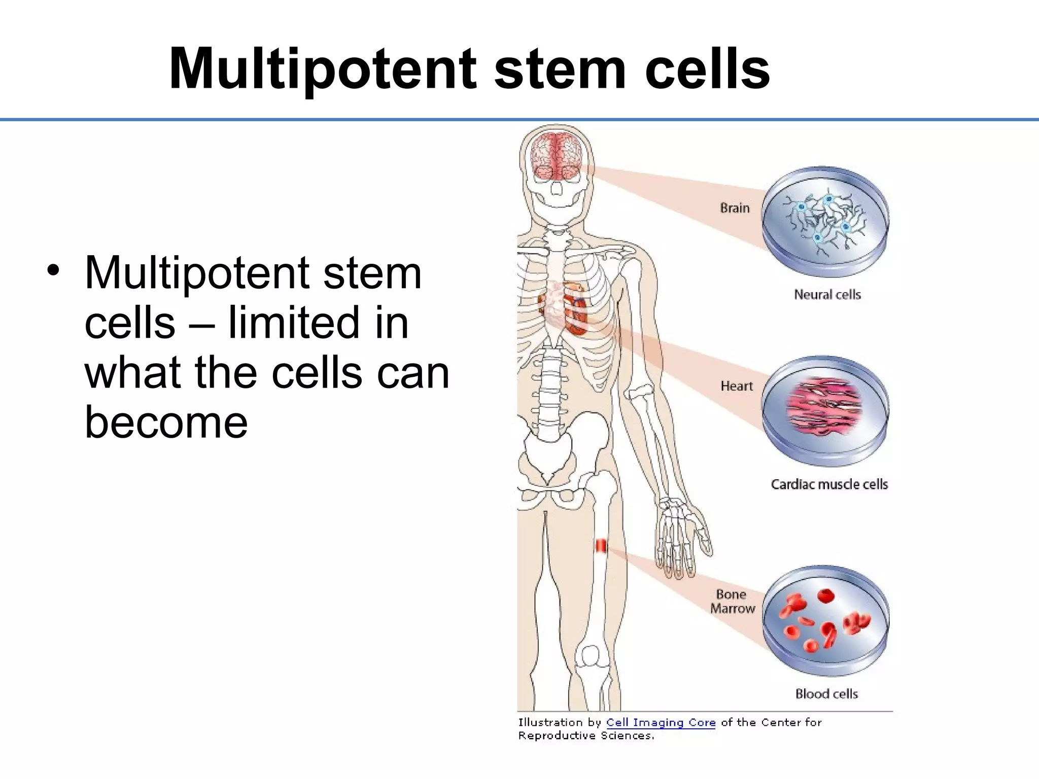 Multipotent stem cells
• Multipotent stem
cells – limited in
what the cells can
become
 