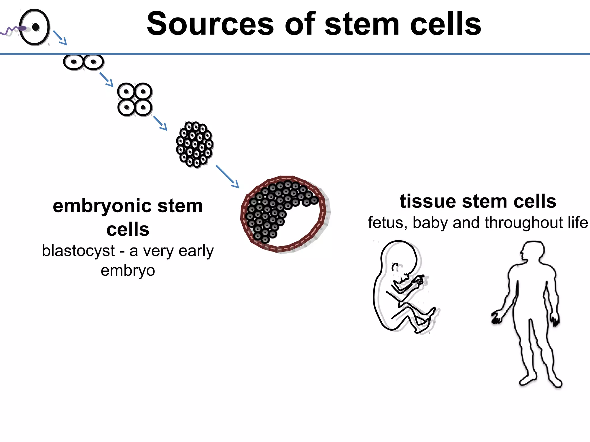 Sources of stem cells
embryonic stem
cells
blastocyst - a very early
embryo
tissue stem cells
fetus, baby and throughout life
 