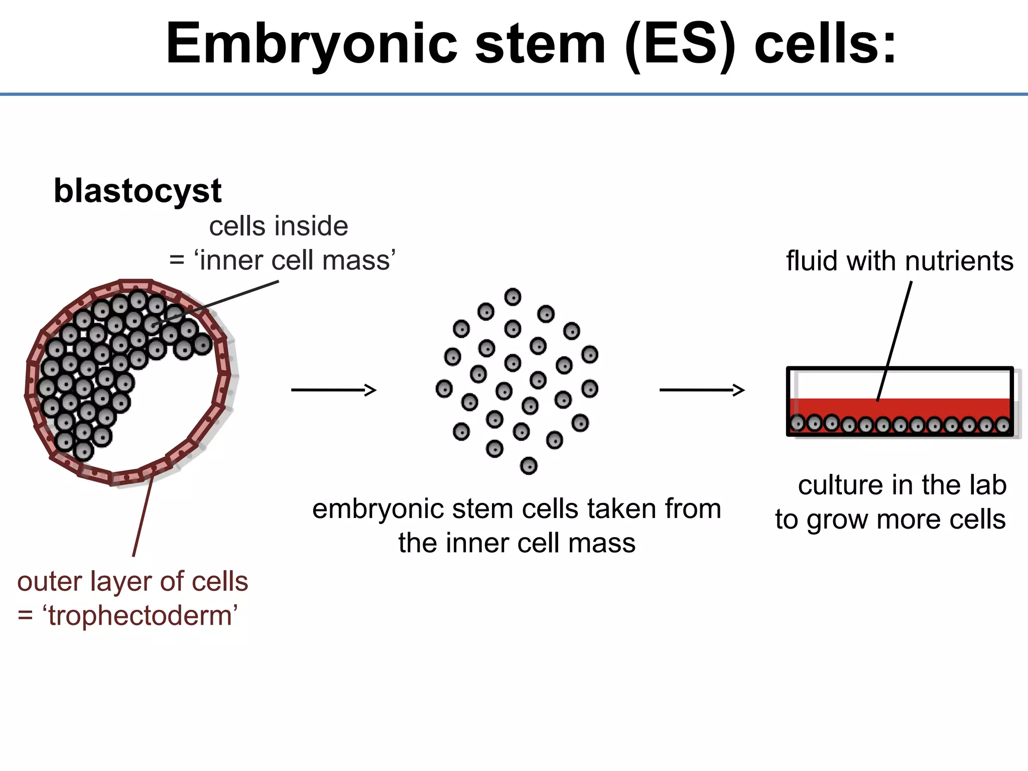 Embryonic stem (ES) cells:
blastocyst
outer layer of cells
= ‘trophectoderm’
cells inside
= ‘inner cell mass’
embryonic stem cells taken from
the inner cell mass
culture in the lab
to grow more cells
fluid with nutrients
 