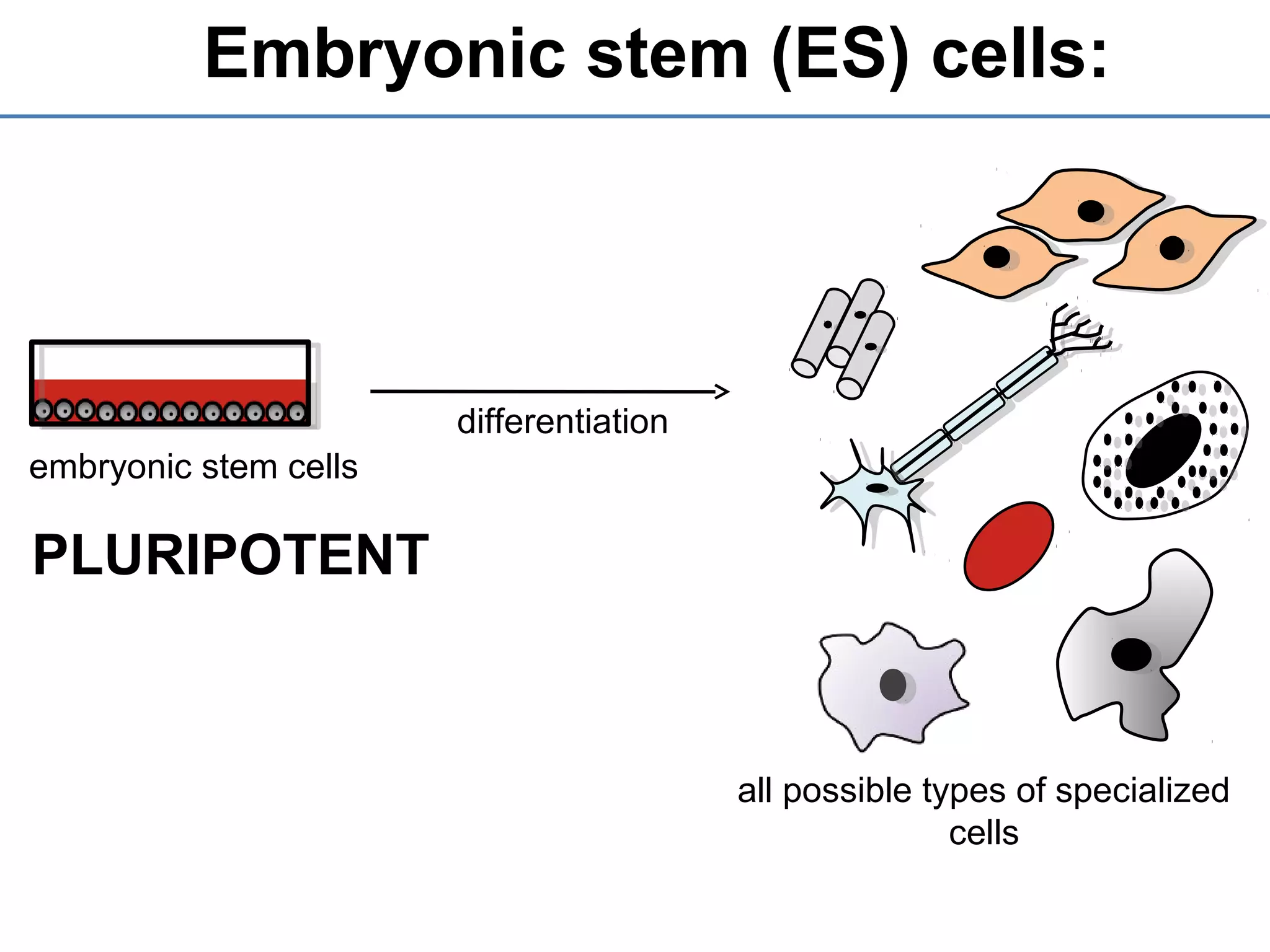 Embryonic stem (ES) cells:
embryonic stem cells
PLURIPOTENT
all possible types of specialized
cells
differentiation
 