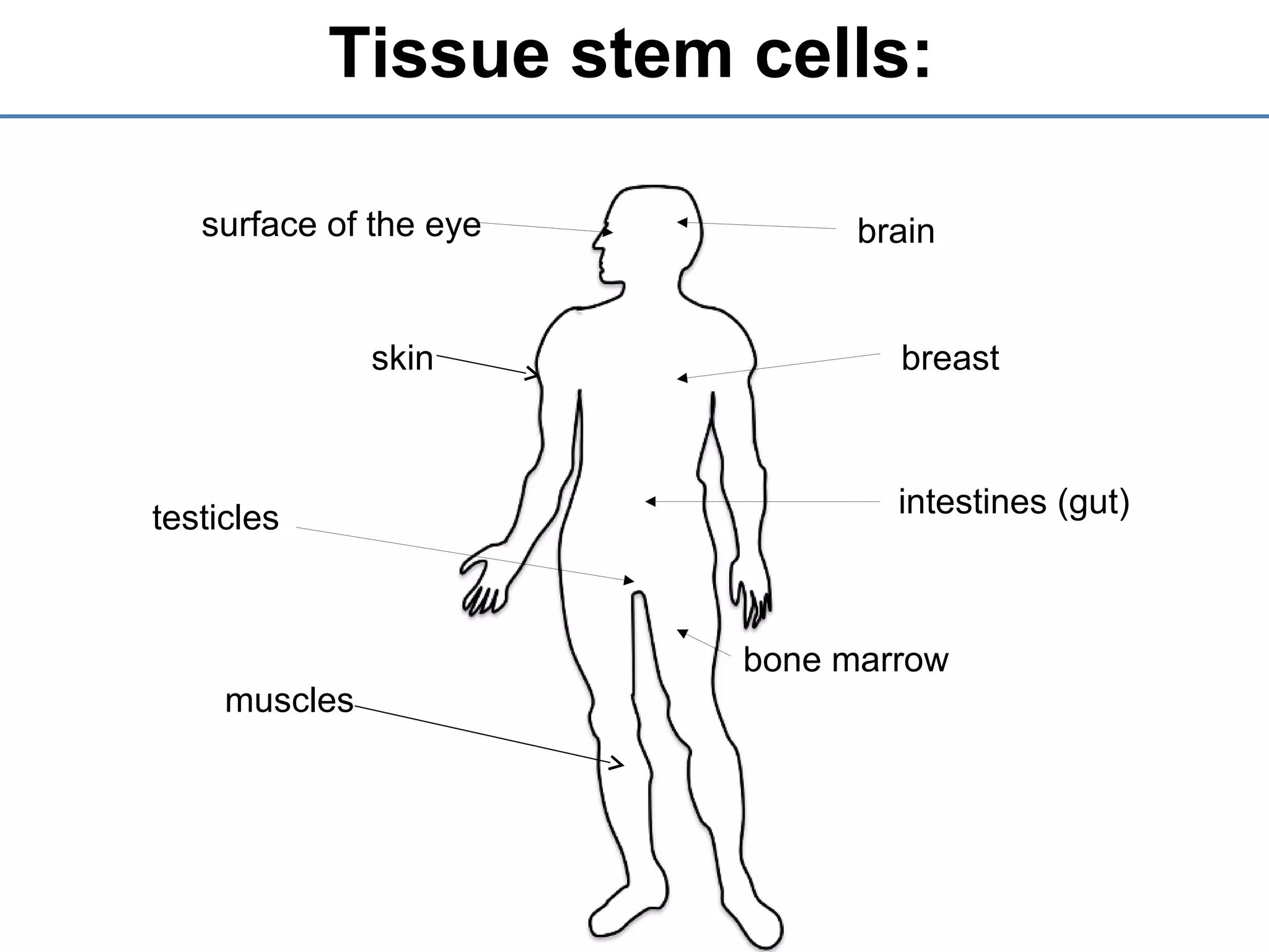 Tissue stem cells:
muscles
skin
surface of the eye brain
breast
intestines (gut)
bone marrow
testicles
 