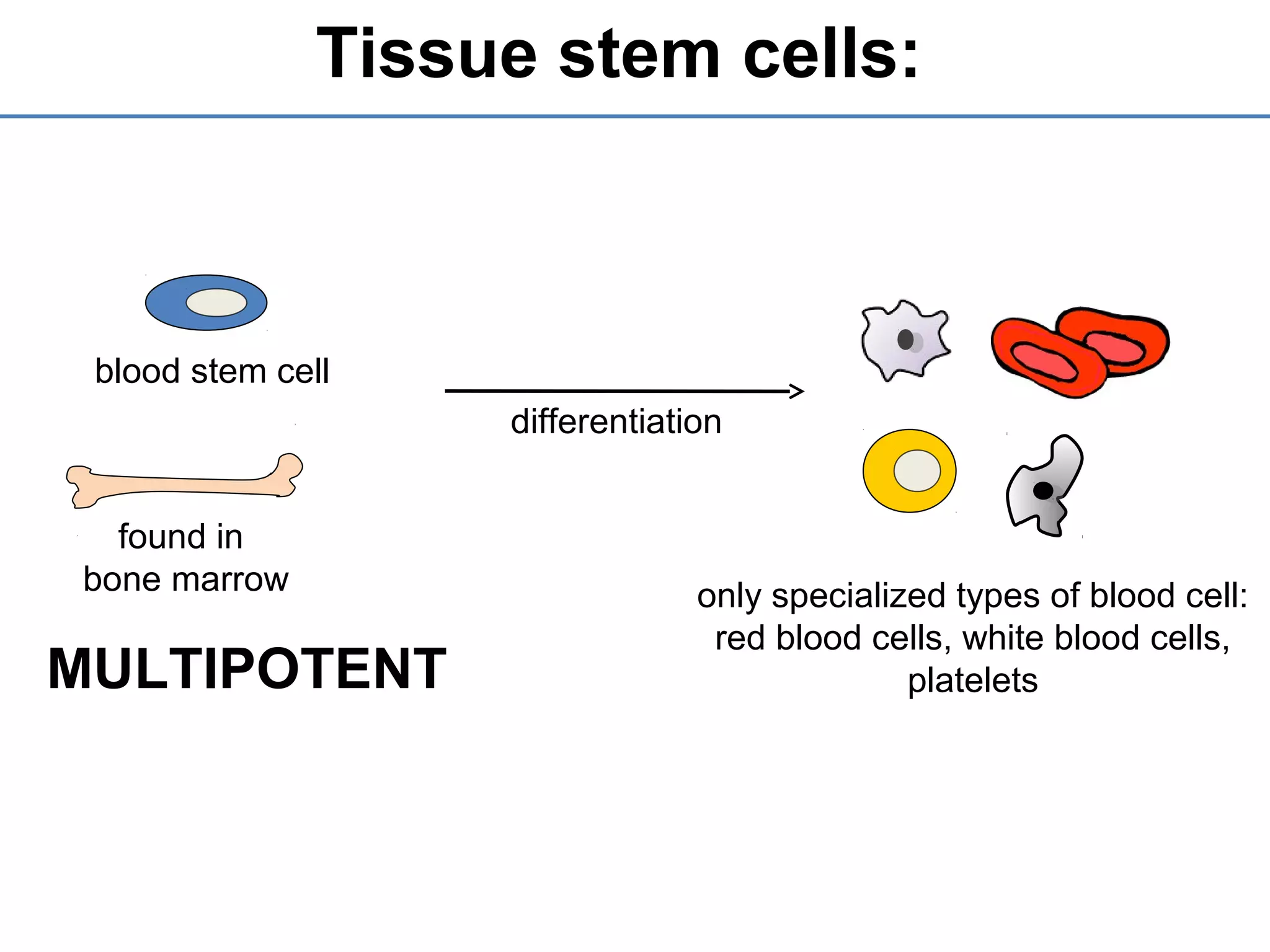 Tissue stem cells:
MULTIPOTENT
blood stem cell
found in
bone marrow
differentiation
only specialized types of blood cell:
red blood cells, white blood cells,
platelets
 