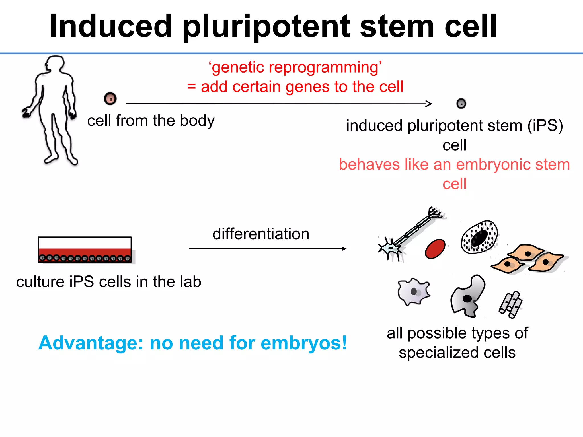 Induced pluripotent stem cell
cell from the body
‘genetic reprogramming’
= add certain genes to the cell
induced pluripotent stem (iPS)
cell
behaves like an embryonic stem
cell
Advantage: no need for embryos!
all possible types of
specialized cells
culture iPS cells in the lab
differentiation
 