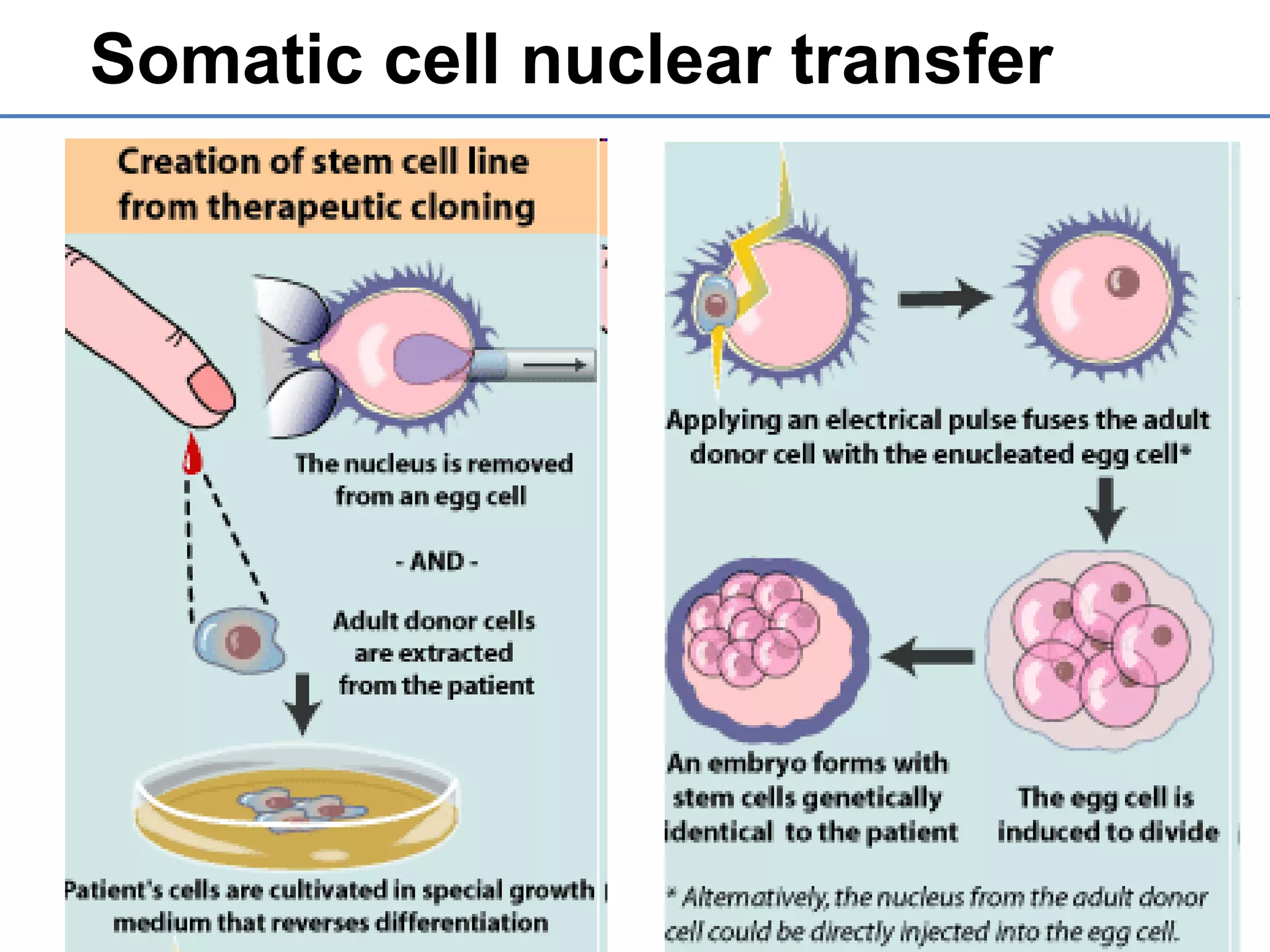 Somatic cell nuclear transfer
 