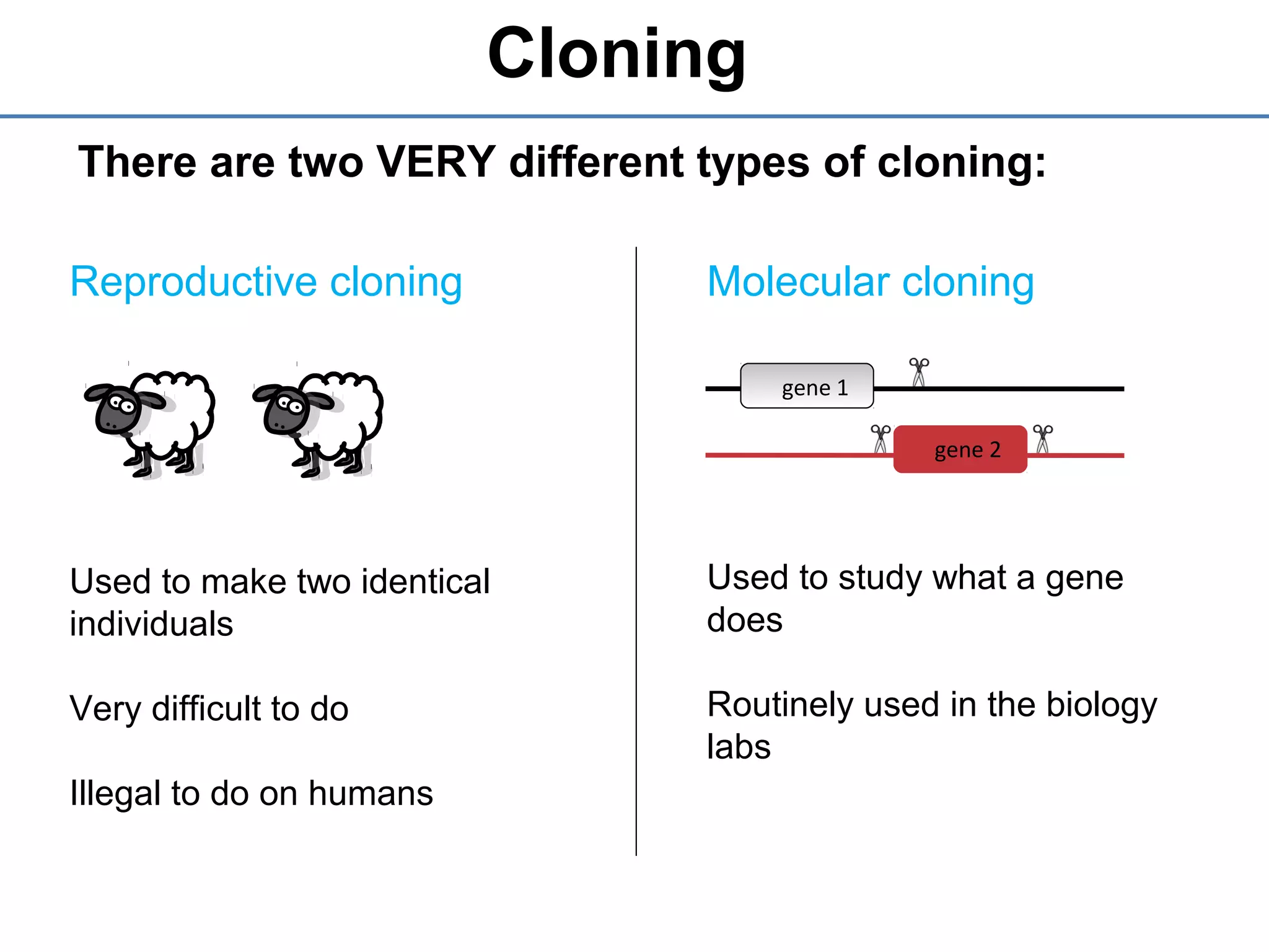 Cloning
There are two VERY different types of cloning:
Reproductive cloning
Used to make two identical
individuals
Very difficult to do
Illegal to do on humans
Molecular cloning
Used to study what a gene
does
Routinely used in the biology
labs
gene 1
gene 2
 