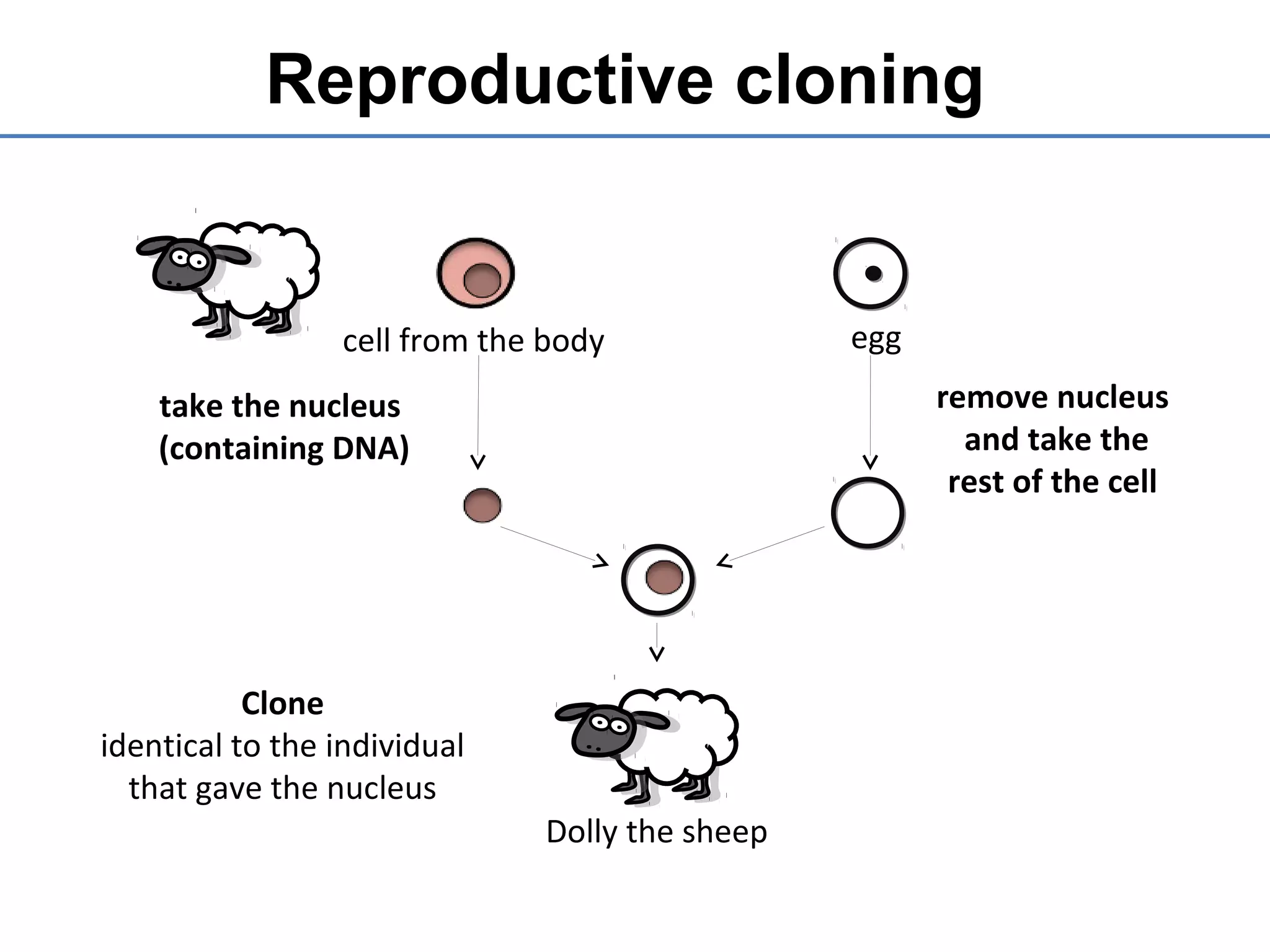 Reproductive cloning
remove nucleus
and take the
rest of the cell
egg
take the nucleus
(containing DNA)
cell from the body
Clone
identical to the individual
that gave the nucleus
Dolly the sheep
 