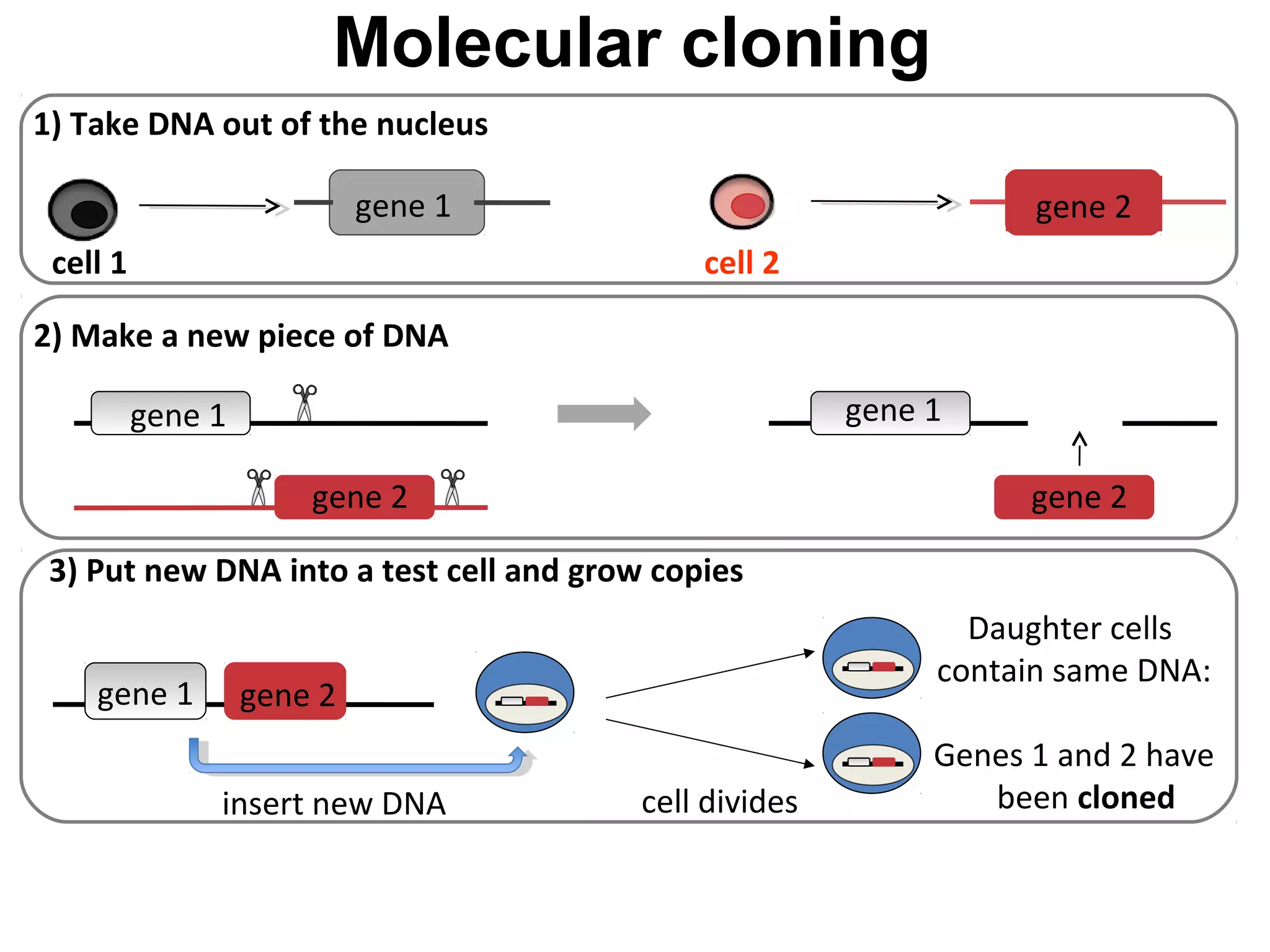 Molecular cloning
gene 1
gene 2
2) Make a new piece of DNA
gene 1
gene 2
1) Take DNA out of the nucleus
cell 1 cell 2
gene 1 gene 2
3) Put new DNA into a test cell and grow copies
gene 1
cell divides
Daughter cells
contain same DNA:
Genes 1 and 2 have
been cloned
gene 2
insert new DNA
 