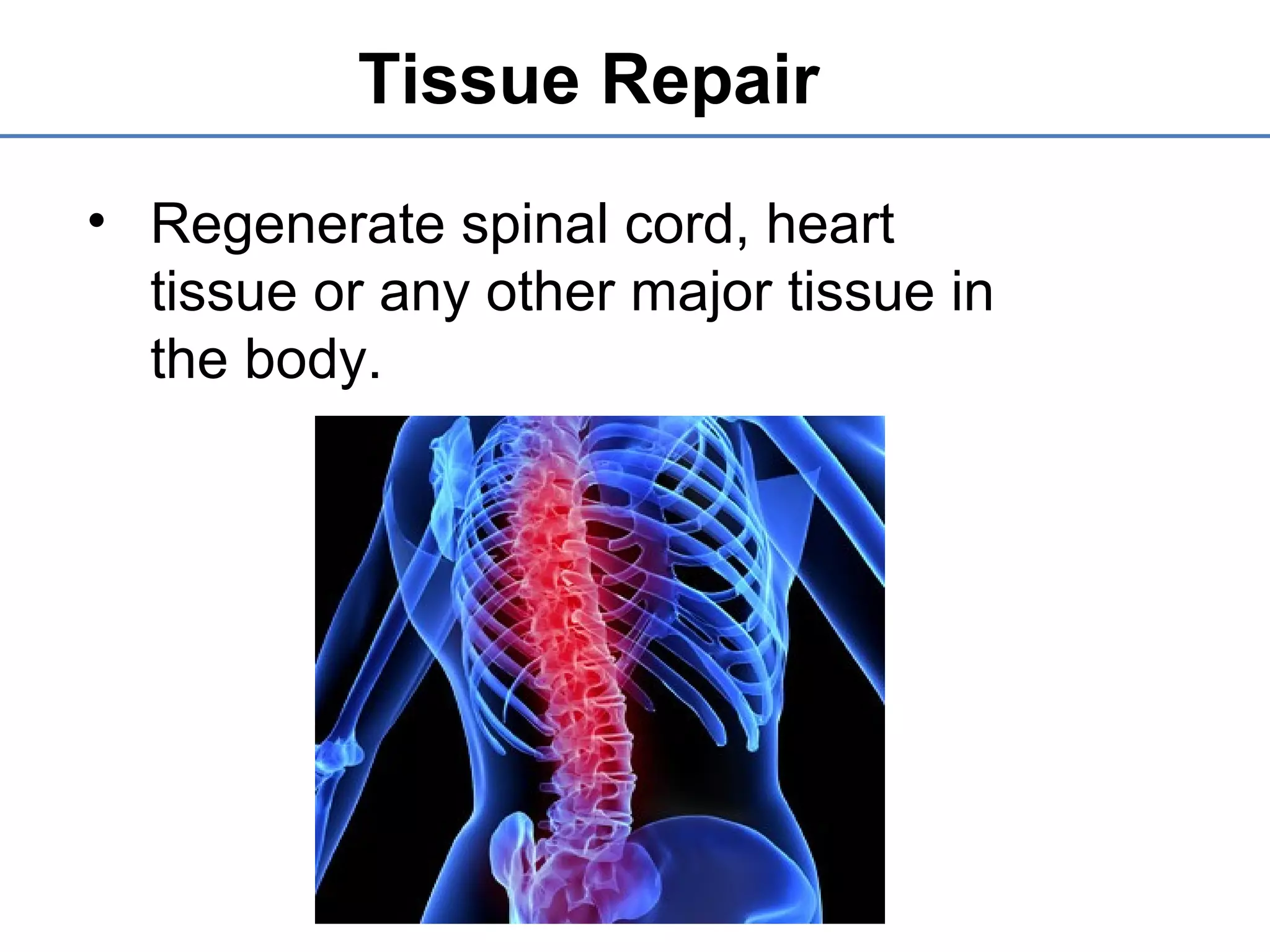 Tissue Repair
• Regenerate spinal cord, heart
tissue or any other major tissue in
the body.
 