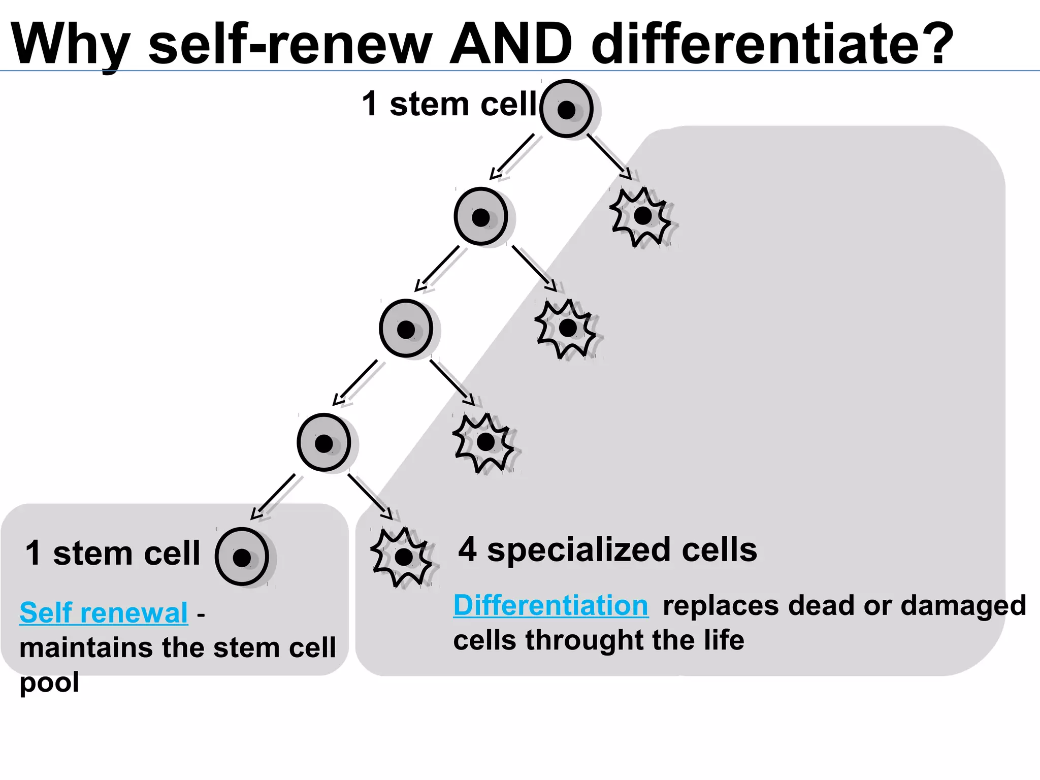 1 stem cell
Self renewal -
maintains the stem cell
pool
4 specialized cells
Differentiation replaces dead or damaged
cells throught the life
Why self-renew AND differentiate?
1 stem cell
 