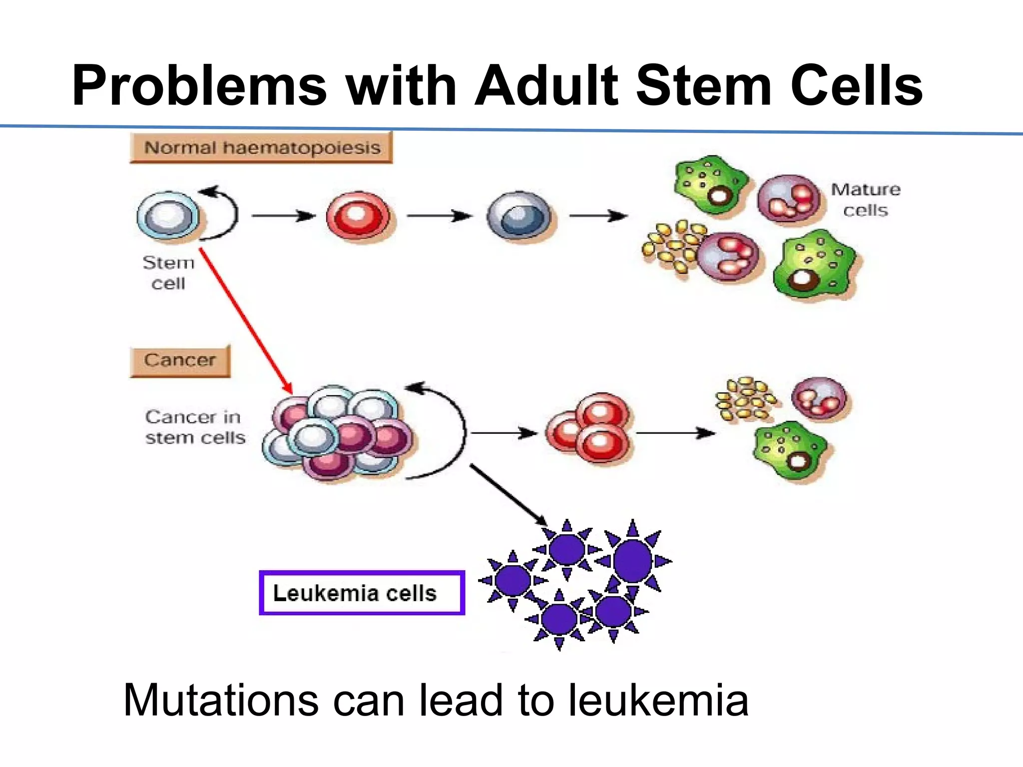 Mutations can lead to leukemia
Problems with Adult Stem Cells
 
