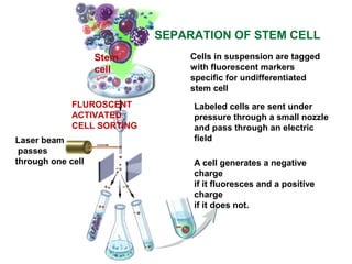 Cells in suspension are tagged
with fluorescent markers
specific for undifferentiated
stem cell
Labeled cells are sent under
pressure through a small nozzle
and pass through an electric
field
A cell generates a negative
charge
if it fluoresces and a positive
charge
if it does not.
Laser beam
passes
through one cell
FLUROSCENT
ACTIVATED
CELL SORTING
Stem
cell
SEPARATION OF STEM CELL
 
