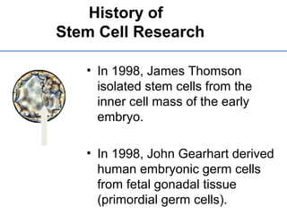 • In 1998, James Thomson
isolated stem cells from the
inner cell mass of the early
embryo.
• In 1998, John Gearhart derived
human embryonic germ cells
from fetal gonadal tissue
(primordial germ cells).
History of
Stem Cell Research
 