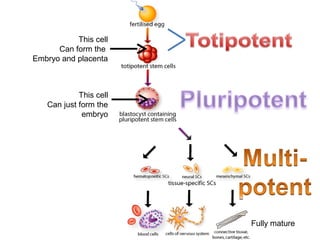 This cell
Can form the
Embryo and placenta
This cell
Can just form the
embryo
Fully mature
 