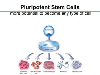 Pluripotent Stem Cells
more potential to become any type of cell
 
