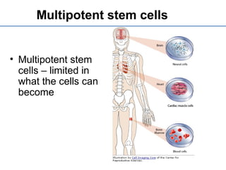 Multipotent stem cells
• Multipotent stem
cells – limited in
what the cells can
become
 