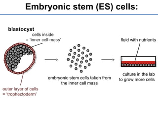 Embryonic stem (ES) cells:
blastocyst
outer layer of cells
= ‘trophectoderm’
cells inside
= ‘inner cell mass’
embryonic stem cells taken from
the inner cell mass
culture in the lab
to grow more cells
fluid with nutrients
 