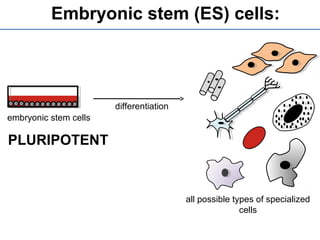 Embryonic stem (ES) cells:
embryonic stem cells
PLURIPOTENT
all possible types of specialized
cells
differentiation
 